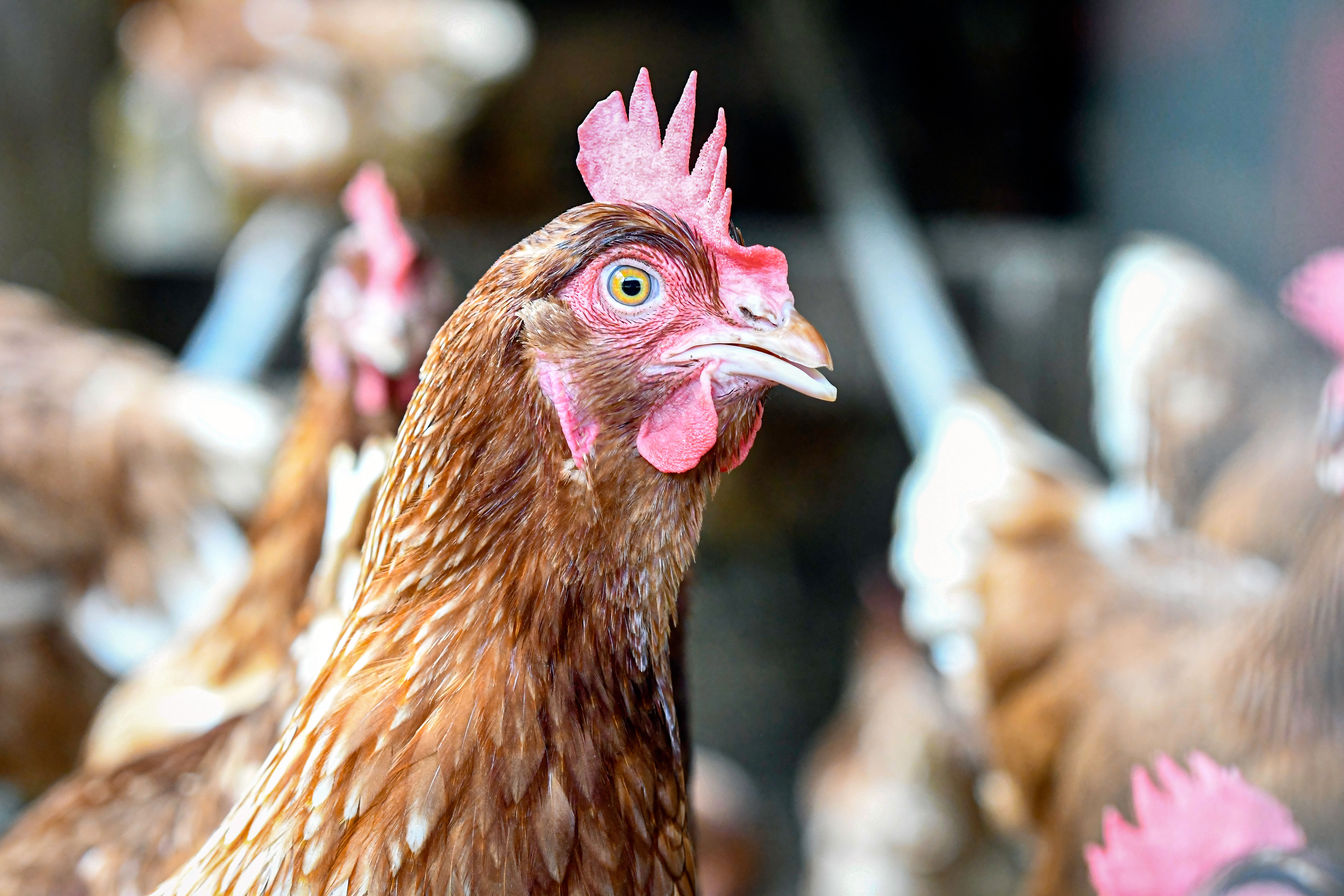 Public Health Officials Offer Precautions to Protect Against Bird Flu