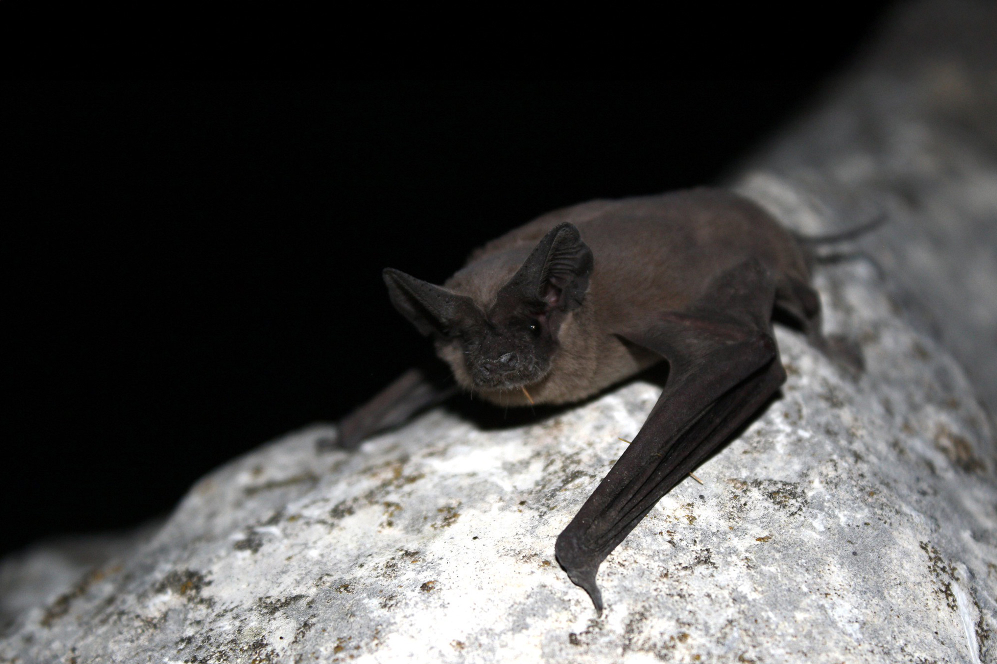 Mexican free-tailed bat