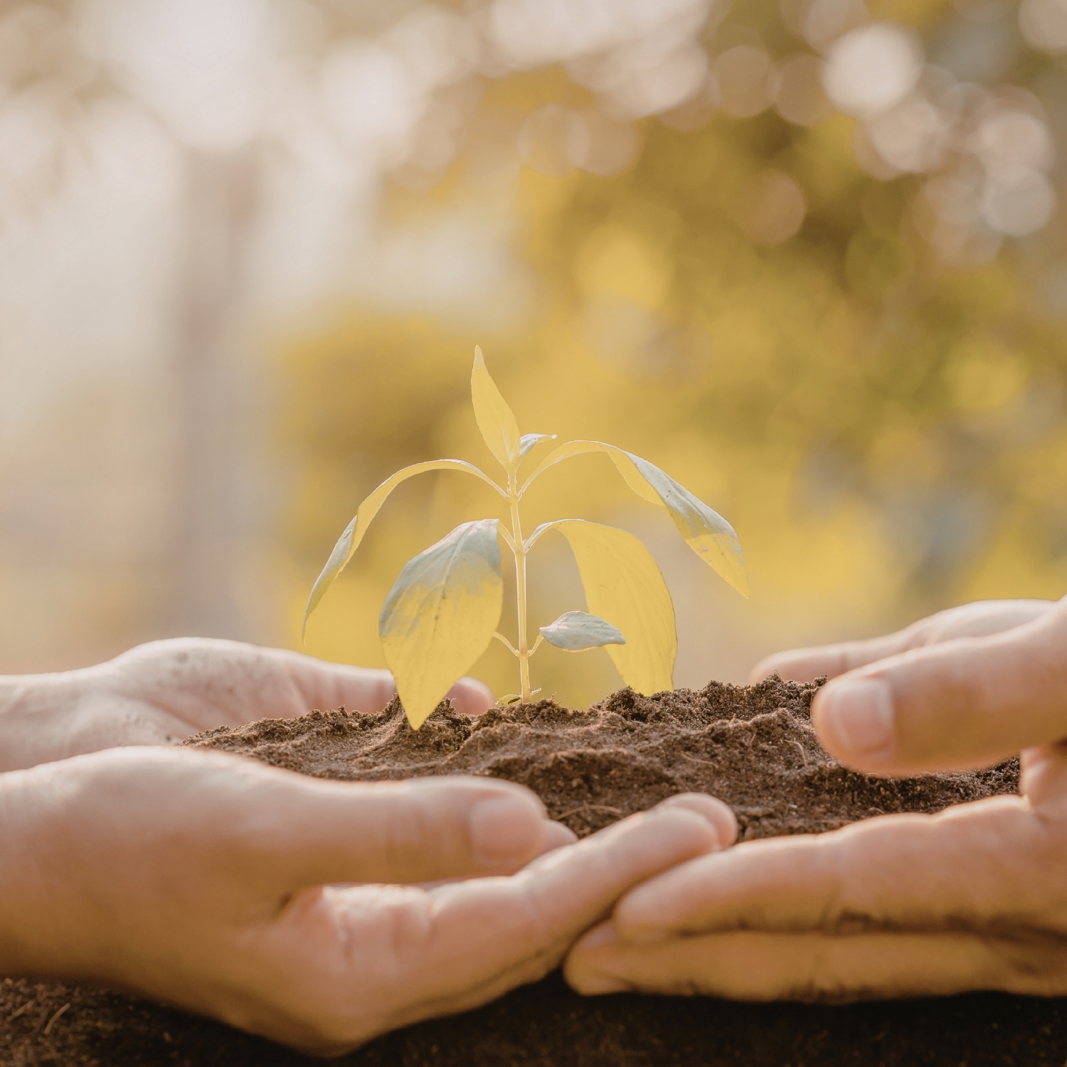 Nutrir mentes para cada cuidador